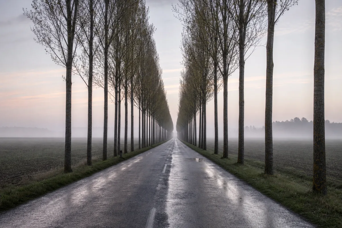 Route de campagne bordée de peupliers au petit matin, bitume humide et brume basse sur les champs